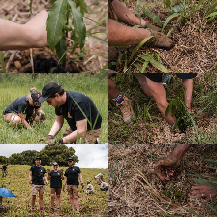 Collage of volunteers planting seedlings, working in soil and standing together at a tree planting site.