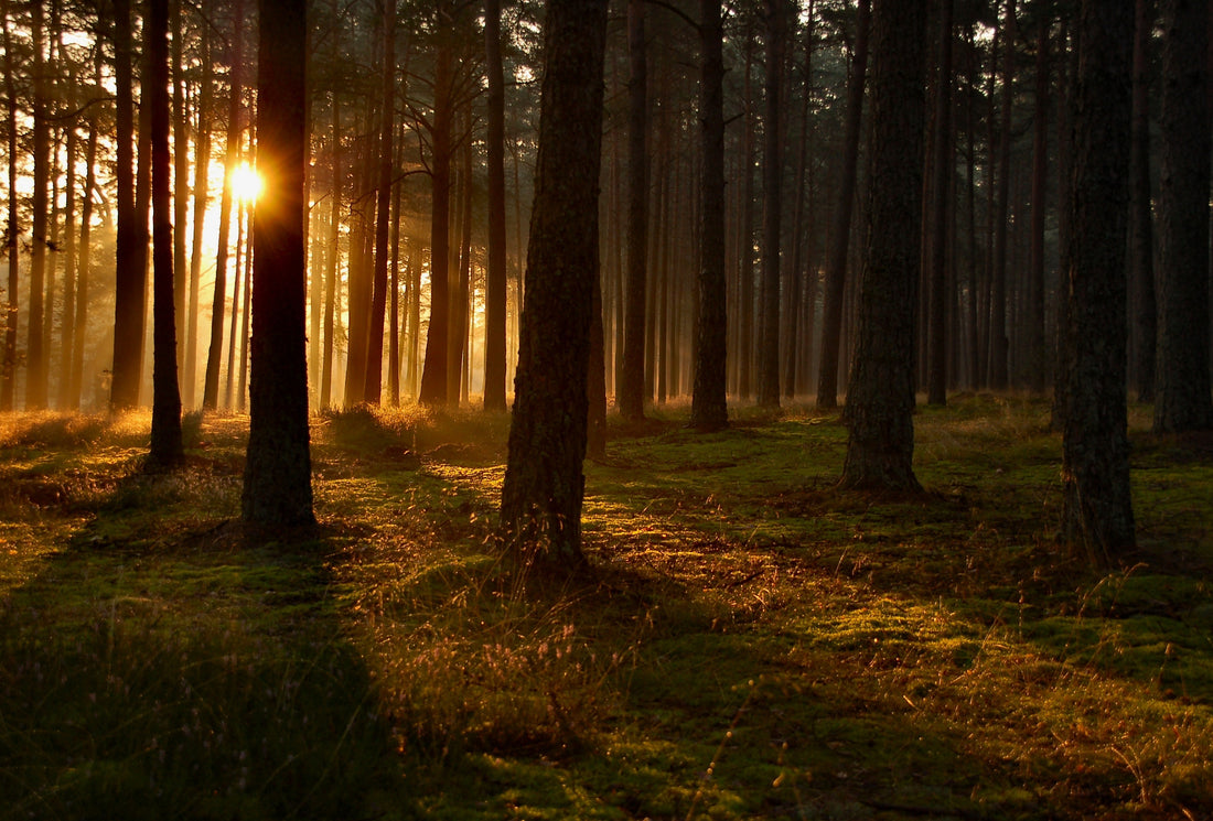 Discover Forest Bathing: The Latest Mindfulness Craze